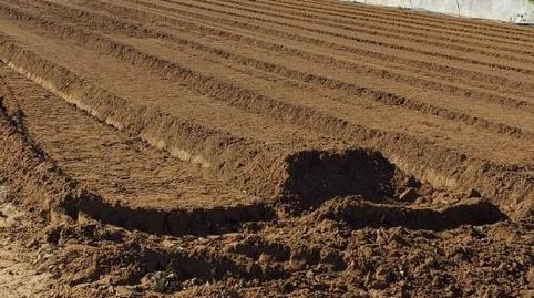 Photo 3 of Land for sale in Camino de la Jara, La Jara, Cádiz