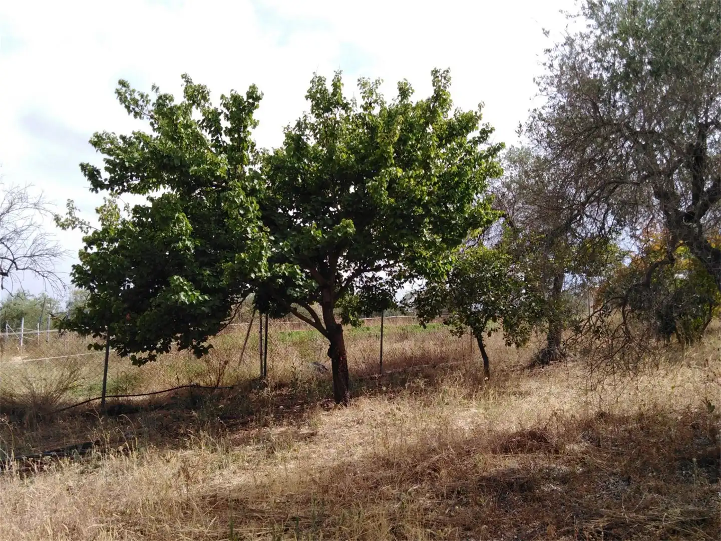 Finca rústica en venda en Villamanrique de la Condesa