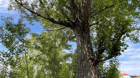 Photo 3 of Country house for sale in Ronda de Los Legionarios, La Palma del Condado, Huelva