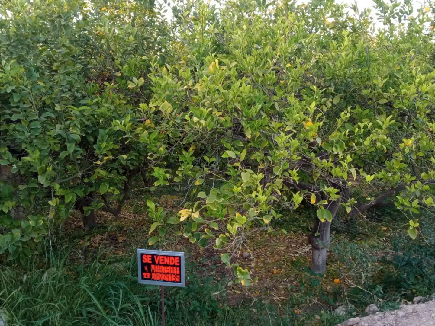 Terreno en venta en Murcia