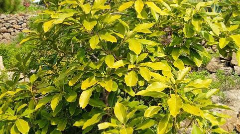 Photo 4 of Country house for sale in La Pasada, 16, Tijarafe, Santa Cruz de Tenerife