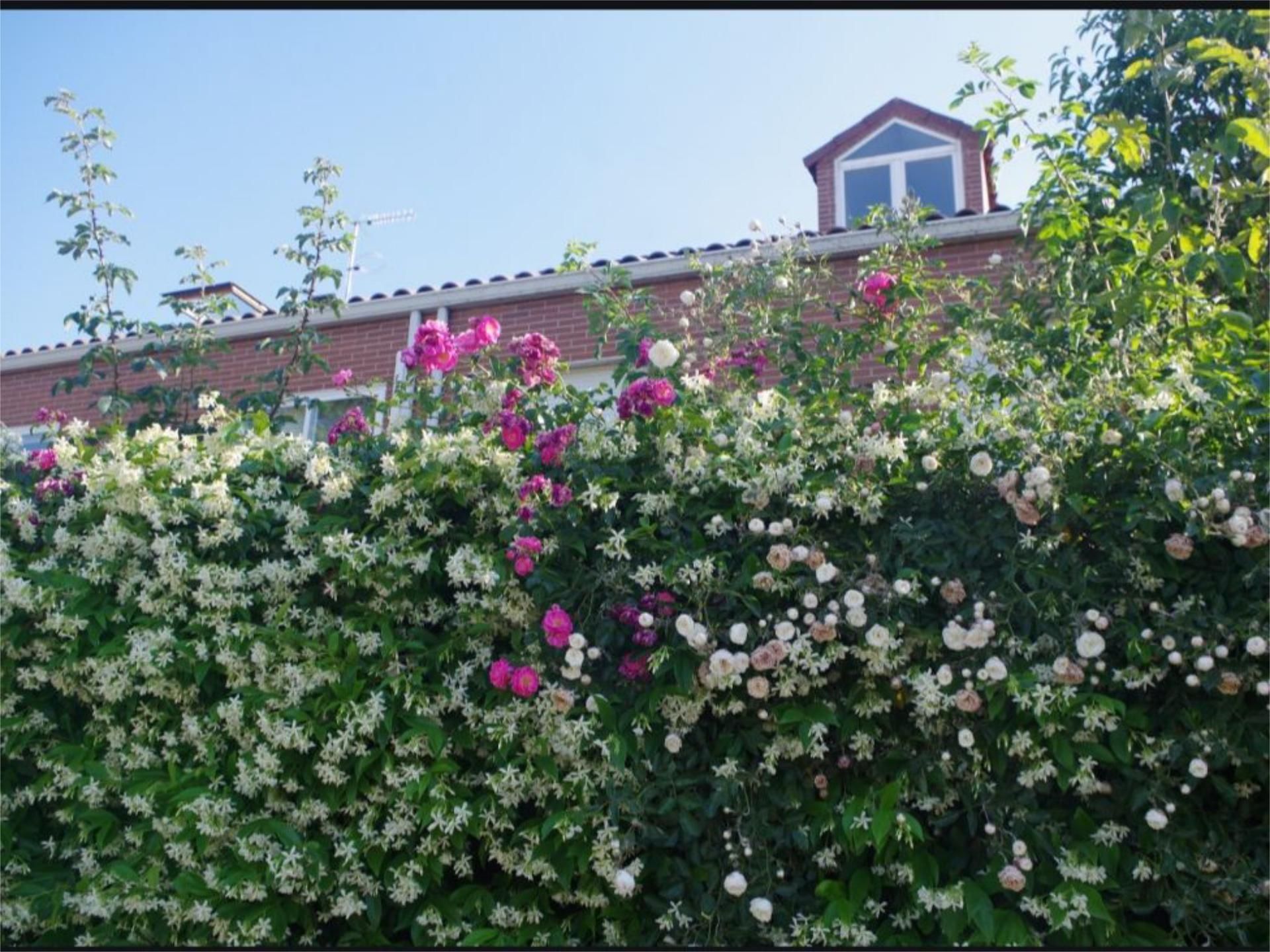 Garden of House or chalet for sale in Rivas-Vaciamadrid  with Terrace and Balcony