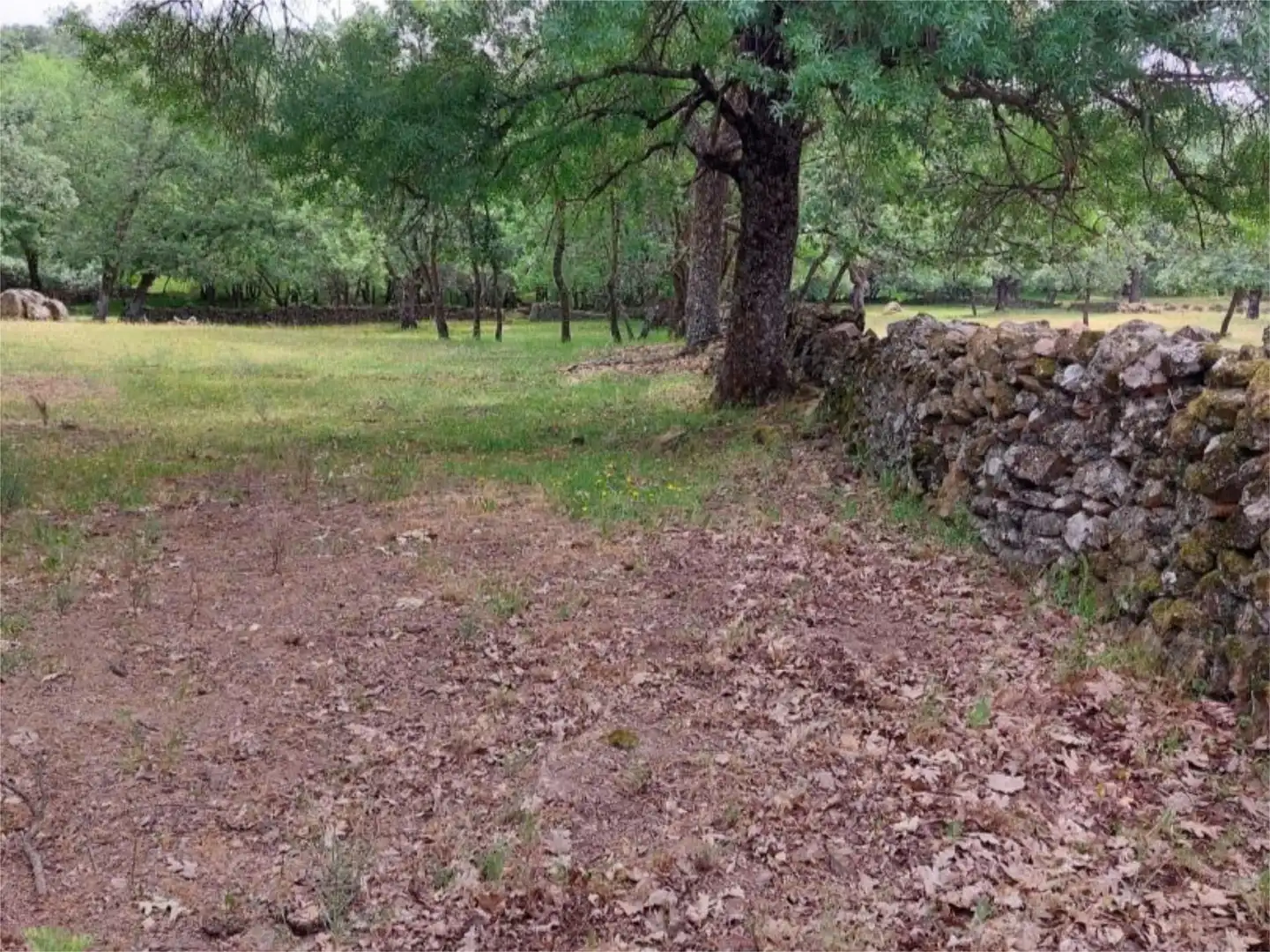 Constructible Land for sale in Torremenga