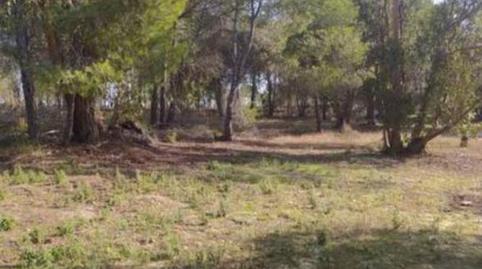 Finca rústica en venta en Calle Nuestro Padre Jesús Nazareno, 18, Rociana del Condado, Huelva - imagen 2 Foto 2 de Finca rústica en venta en Calle Nuestro Padre Jesús Nazareno, 18, Rociana del Condado, Huelva