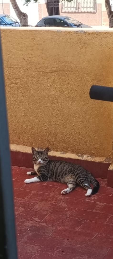 Flat for sale in Bulevar Ciudad de Vícar, 177, Puebla de Vícar Exterior view of Flat for sale in Vícar with Terrace