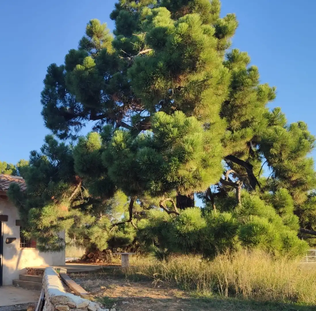 Country homes for sale in Corral de Carmelo, Los Felipes - Corral de Carmelo Country homes for sale in Chiva with Private garden