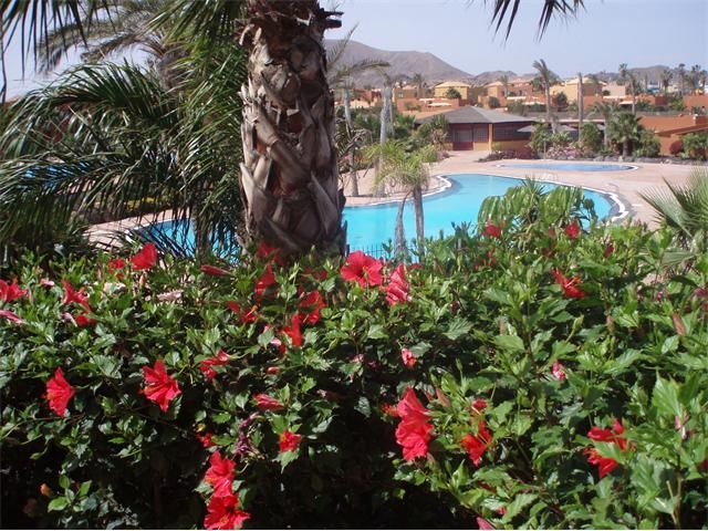 Swimming pool of Apartment to rent in La Oliva  with Private garden, Terrace and Furnished
