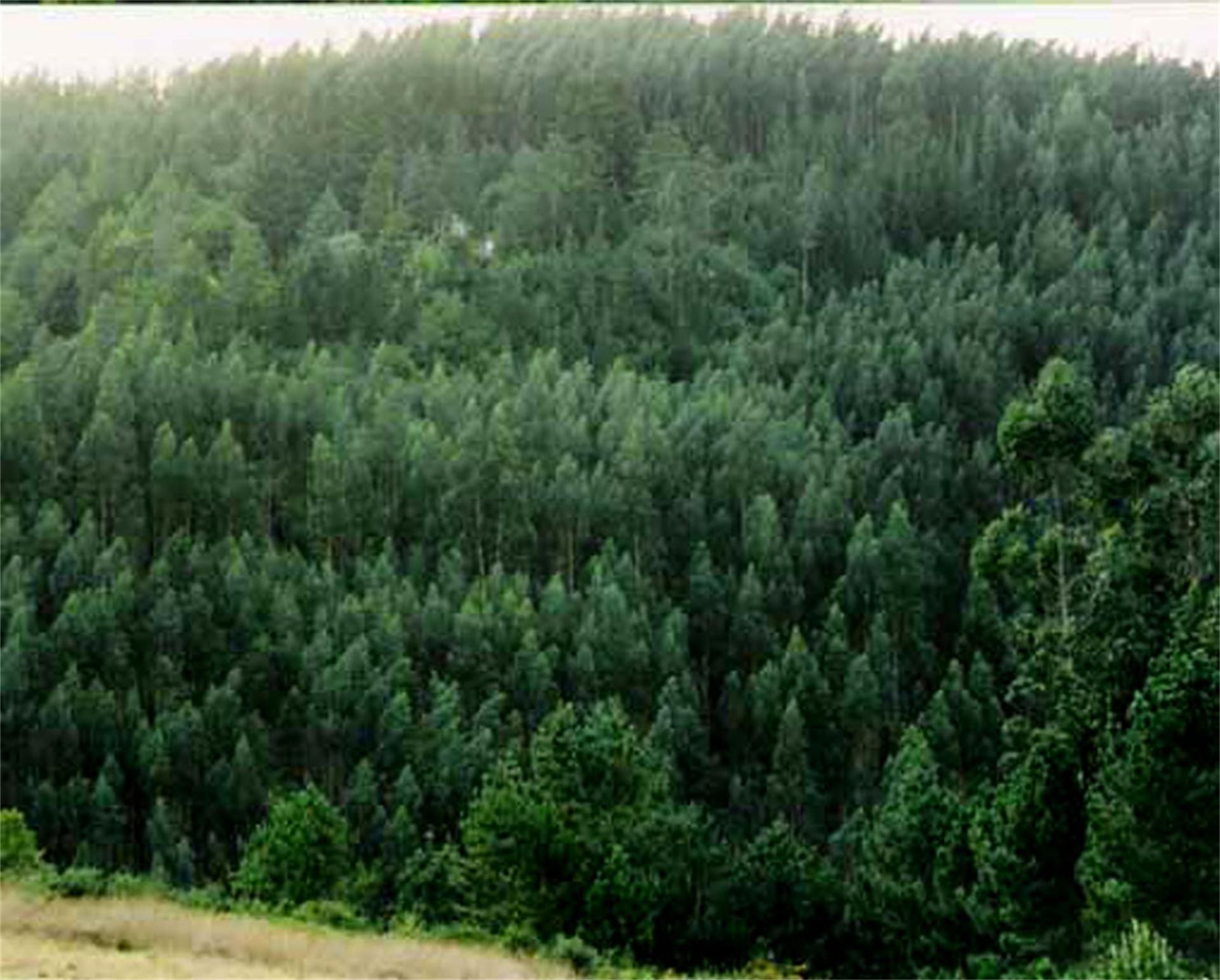 Exterior view of Land for sale in Oza dos Ríos