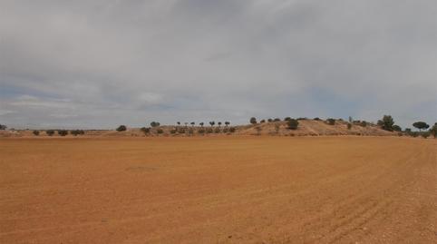 Foto 2 de Terreny en venda a Camí Tejar Honorio, 1, Madrigueras, Albacete