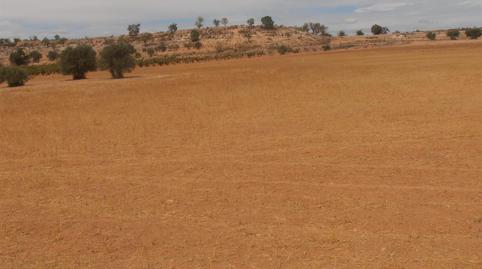 Foto 3 de Terreny en venda a Camí Tejar Honorio, 1, Madrigueras, Albacete