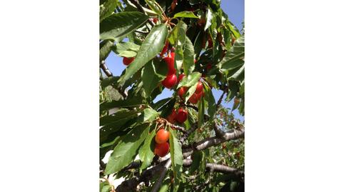 Foto 3 de Planta baixa en venda a Laujar de Andarax, Almería