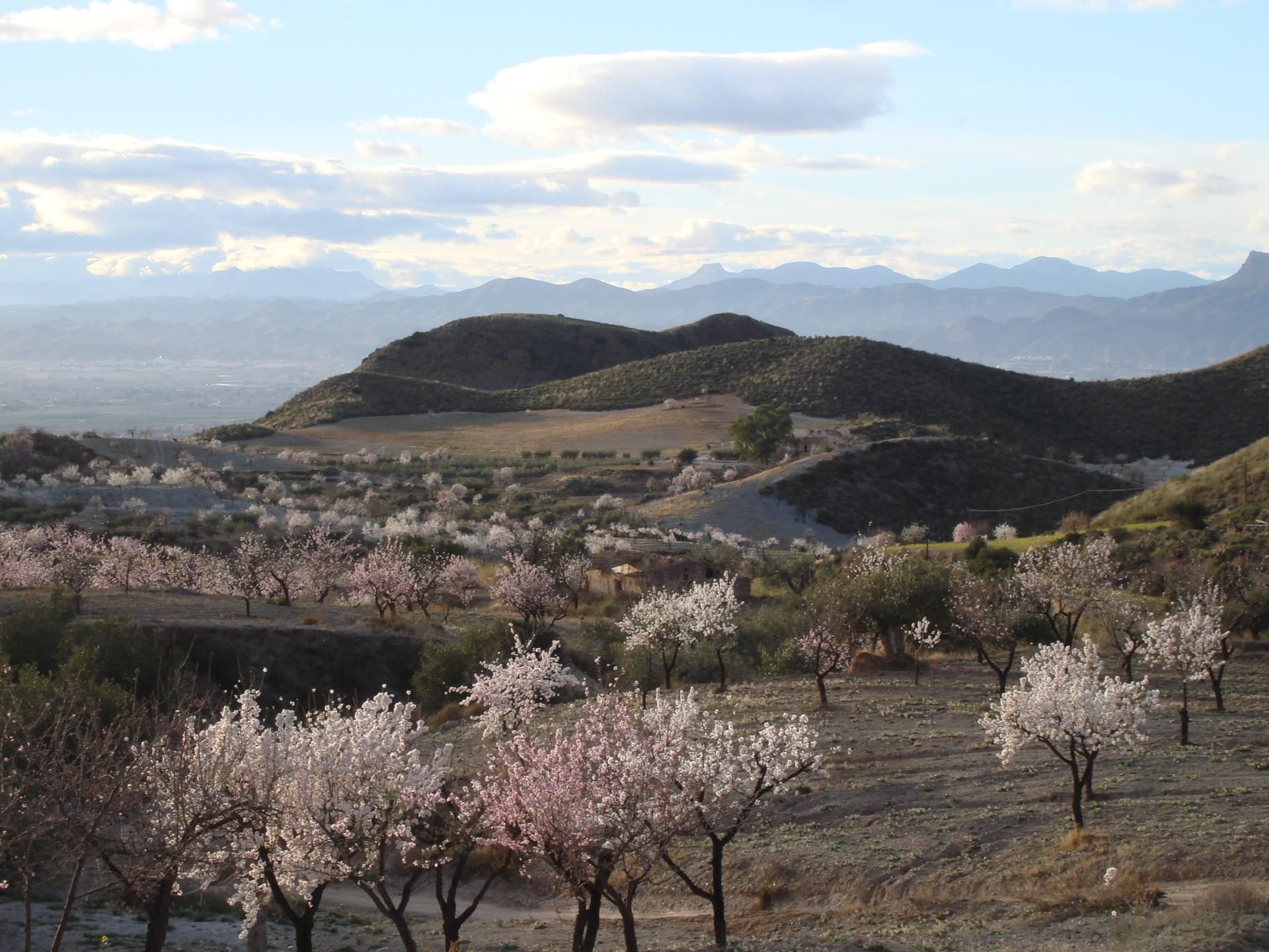 Exterior view of Constructible Land for sale in Lorca