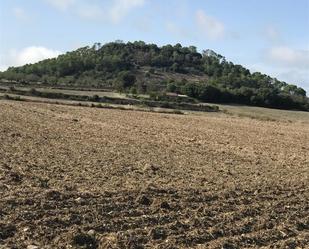 Constructible Land for sale in Sineu