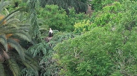 Pis en venda a Avenida de España, 11, Casco Antiguo, Cáceres - imatge 5 Foto 5 de Pis en venda a Avenida de España, 11, Casco Antiguo, Cáceres