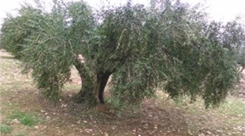 Foto 2 de No Urbanizable de alquiler en Calle Pedro de Tolosa, 2, Villa del Prado, Madrid