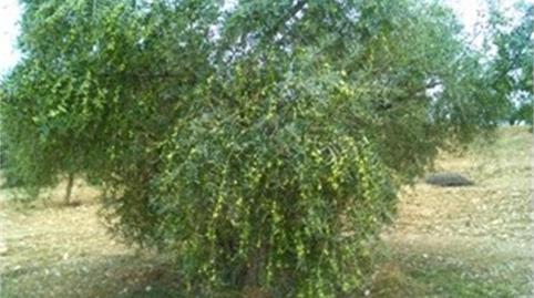 Foto 3 de No Urbanizable de alquiler en Calle Pedro de Tolosa, 2, Villa del Prado, Madrid