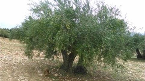 Foto 5 de No Urbanizable de alquiler en Calle Pedro de Tolosa, 2, Villa del Prado, Madrid