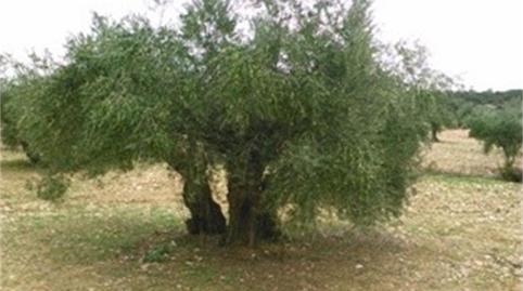 Foto 4 de No Urbanizable de alquiler en Calle Pedro de Tolosa, 2, Villa del Prado, Madrid