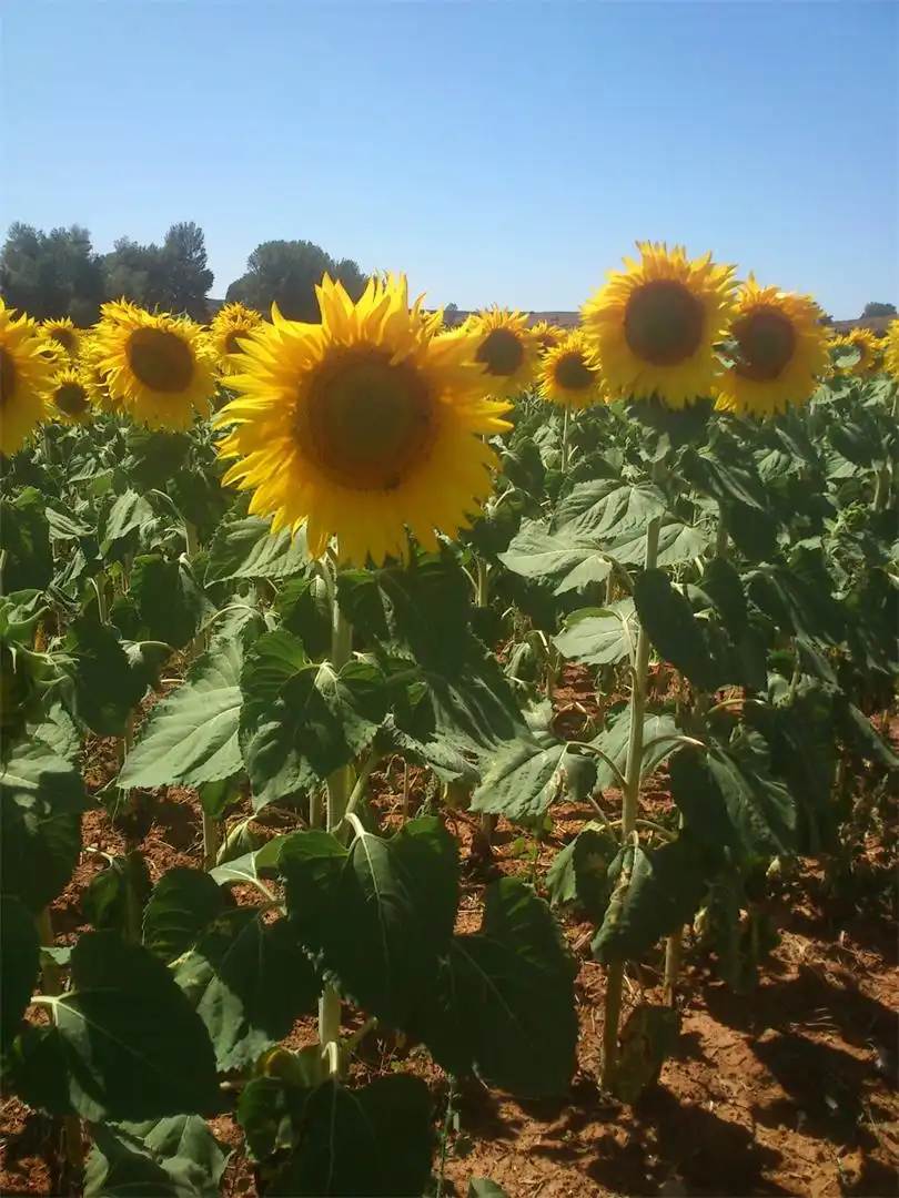 Jardí de Pis en venda en Quintana Redonda