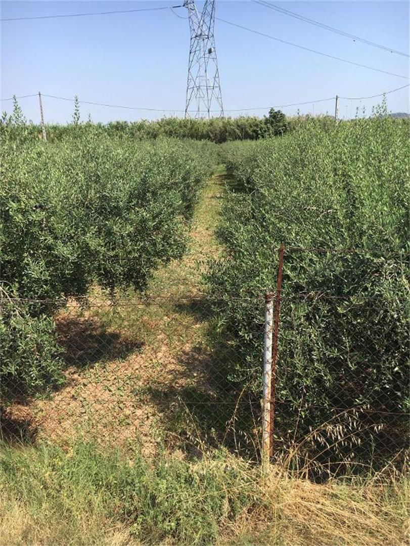 Terreno en venta en Sant Vicenç Dels Horts