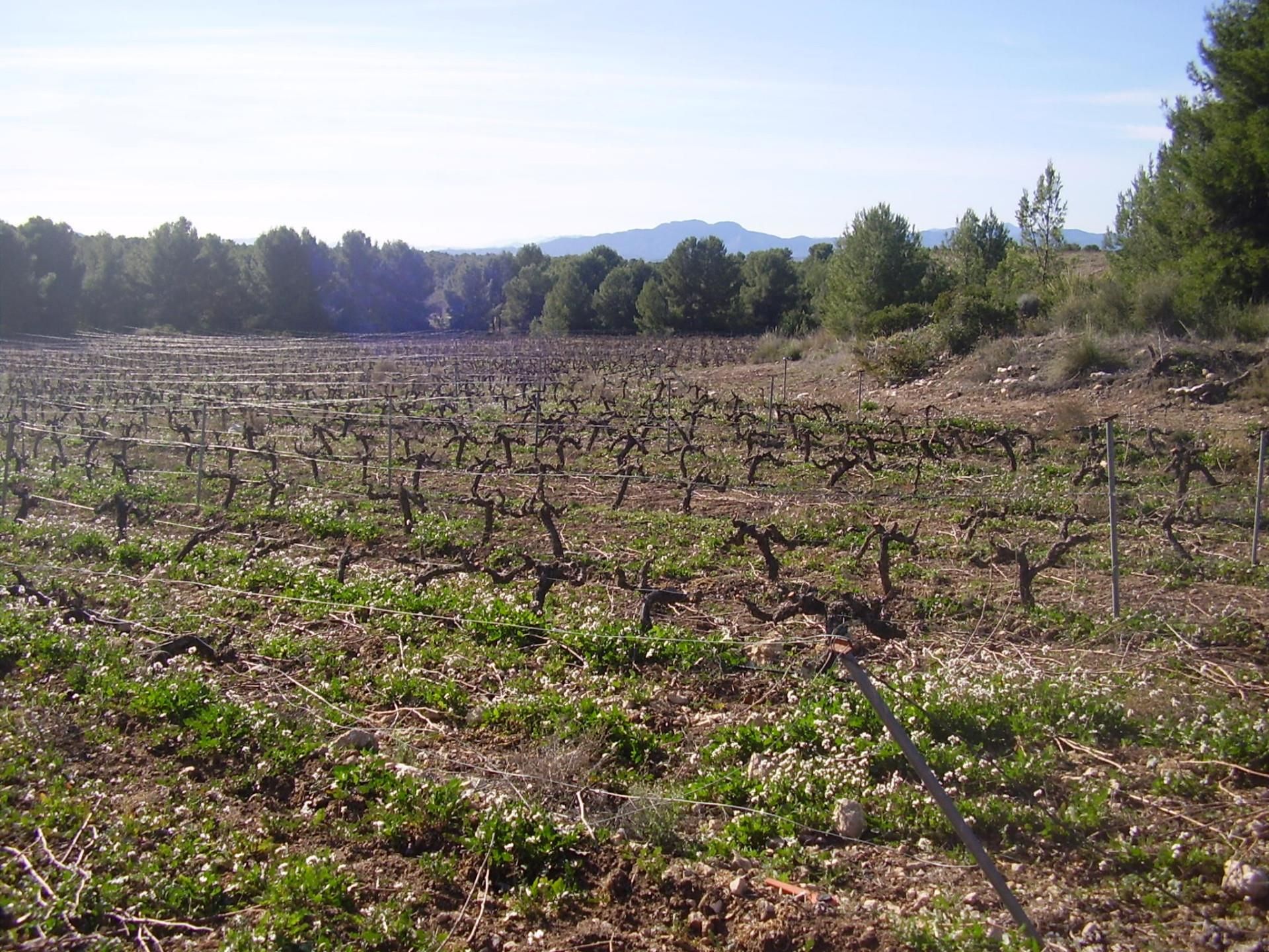 Exterior view of Land for sale in Lorca