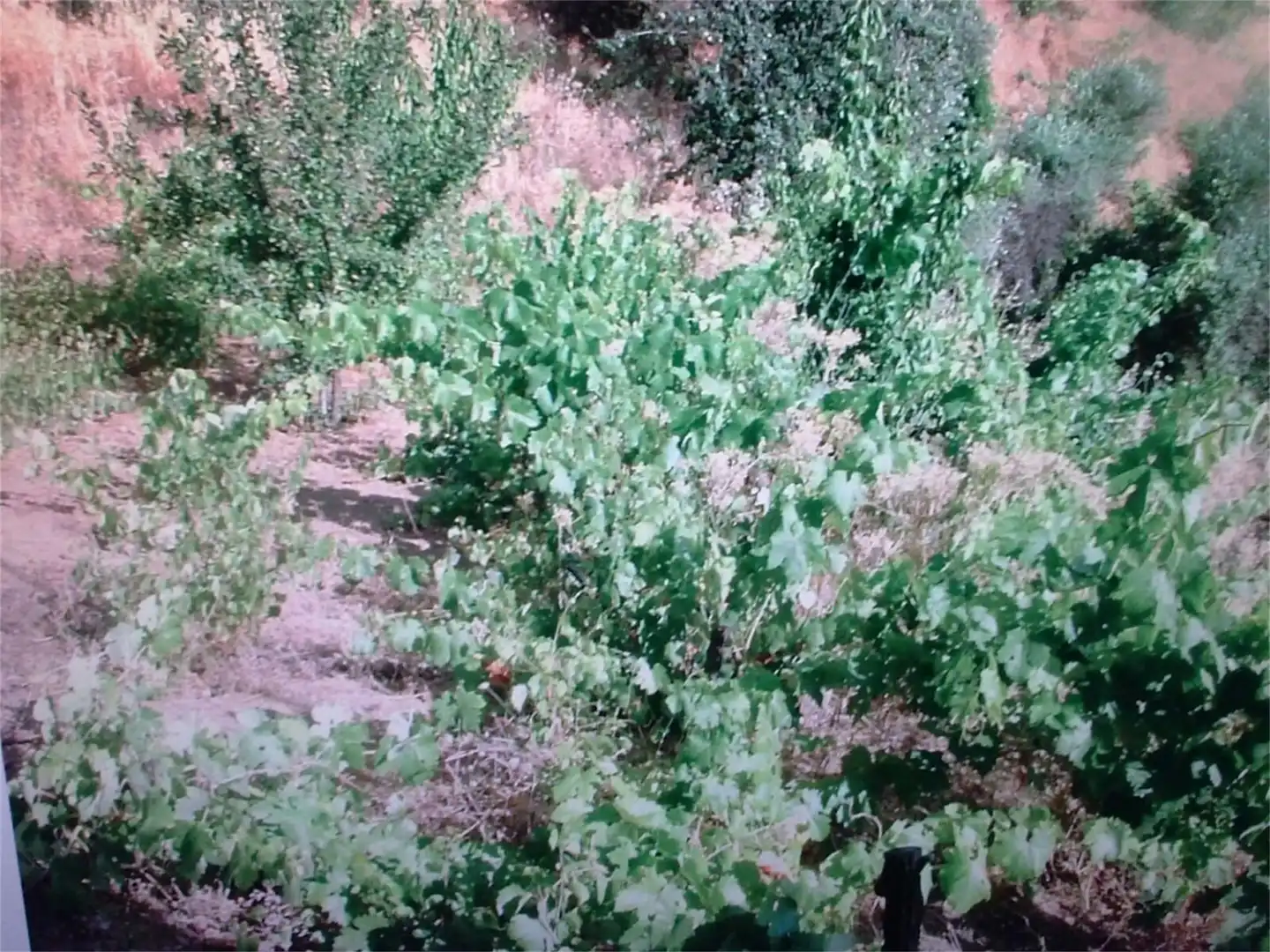 Finca rústica en venta en Júzcar Finca rústica en venta en Júzcar