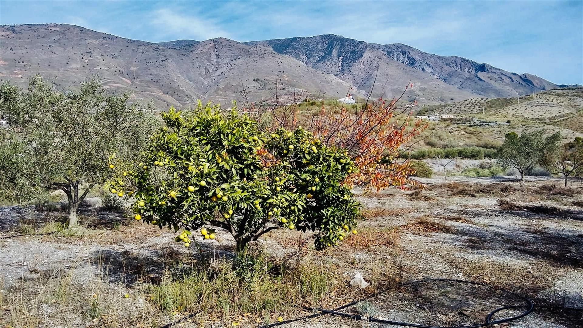 Constructible Land for sale in Vélez de Benaudalla