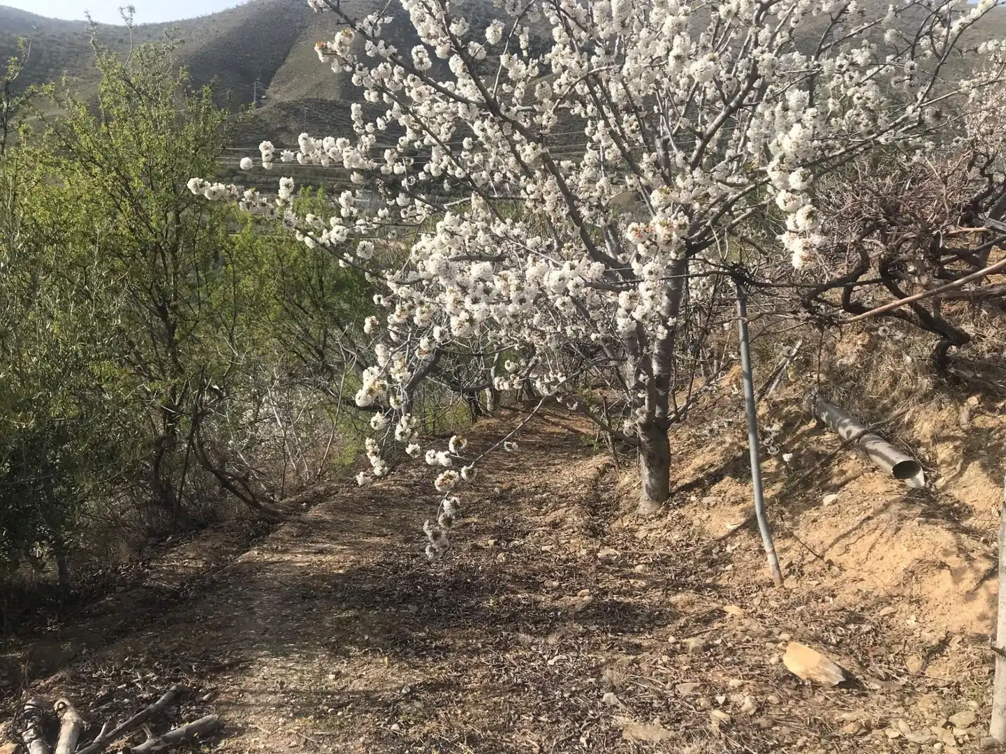 Nicht bebaubares Gelände zum Verkauf in Güejar Sierra Garten von Nicht bebaubares Gelände zum Verkauf in Güejar Sierra