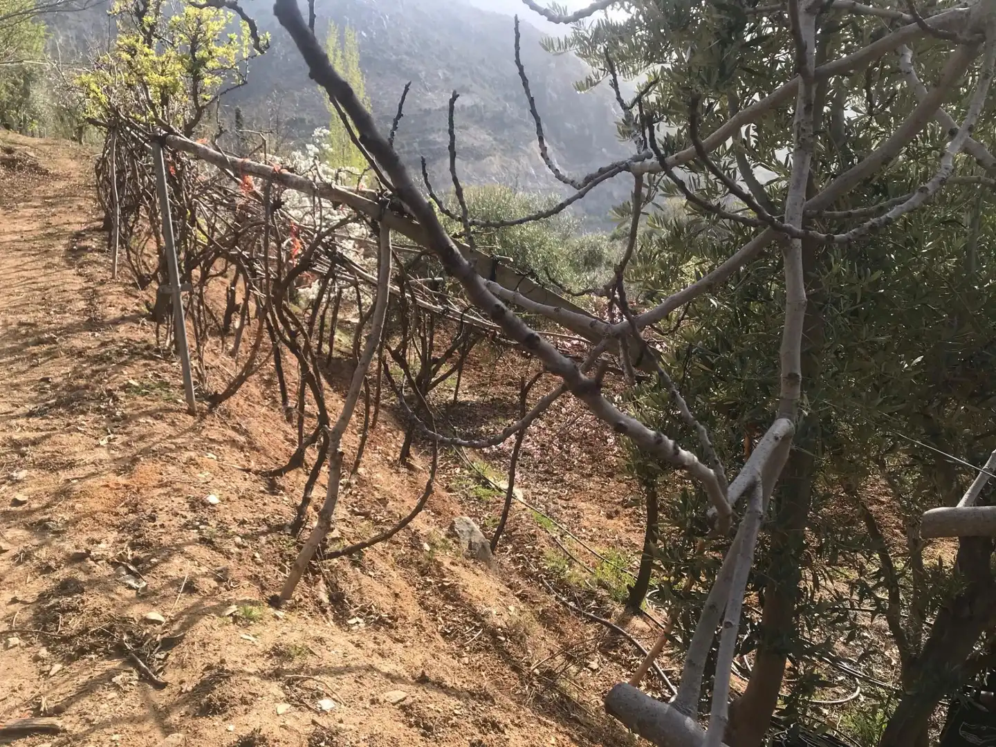 Nicht bebaubares Gelände zum Verkauf in Güejar Sierra Garten von Nicht bebaubares Gelände zum Verkauf in Güejar Sierra