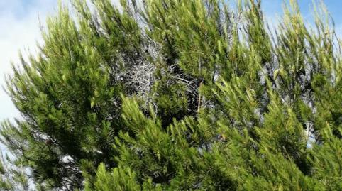 Finca rústica de lloguer a Nogalte, Murcia - imatge 2 Foto 2 de Finca rústica de lloguer a Nogalte, Murcia