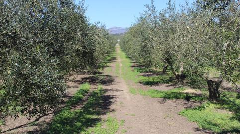 Finca rústica en venda a Móra la Nova, Tarragona - imatge 5 Foto 5 de Finca rústica en venda a Móra la Nova, Tarragona