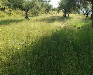 Land for sale in Penàguila