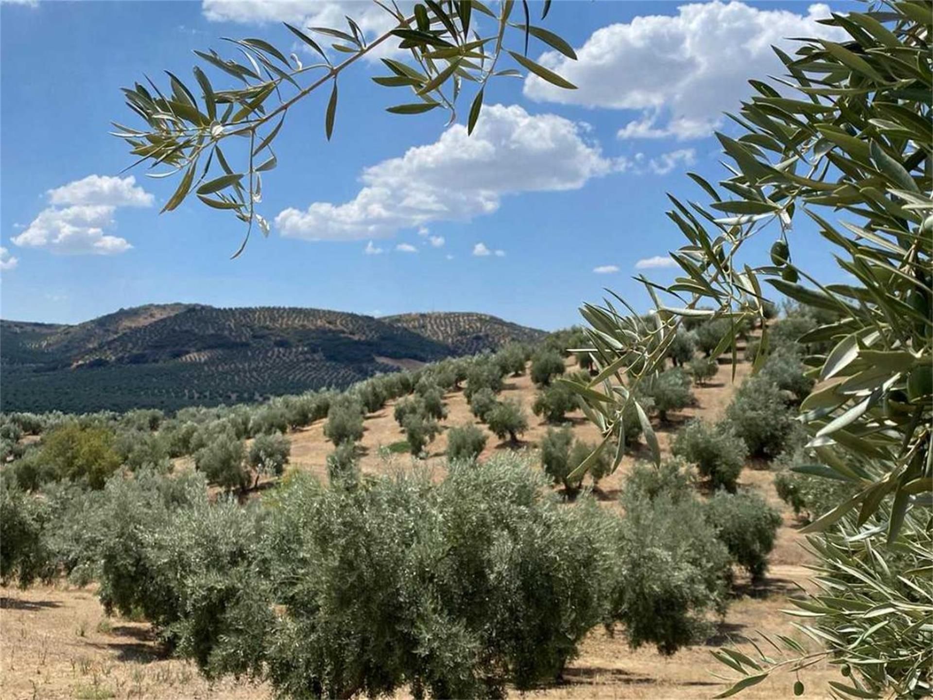 Garden of Non-constructible Land for sale in Villanueva del Arzobispo