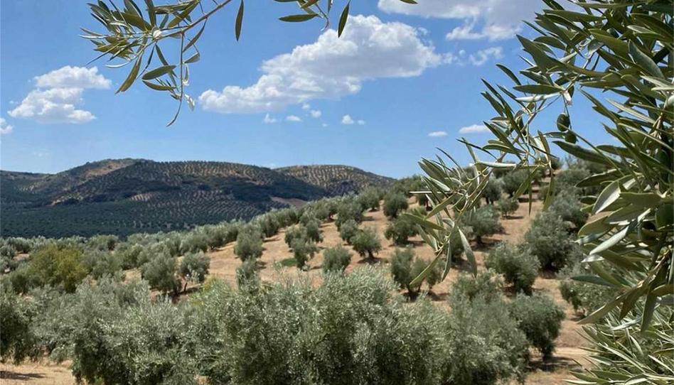 No Urbanitzable en venda a Villanueva del Arzobispo, Jaén - imatge 1 Foto 1 de No Urbanitzable en venda a Villanueva del Arzobispo, Jaén