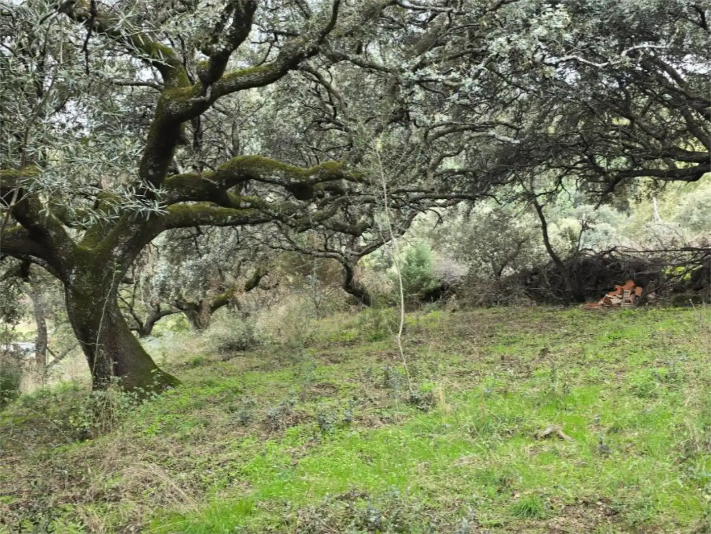 Terreno en venta en Hinojosa de San Vicente