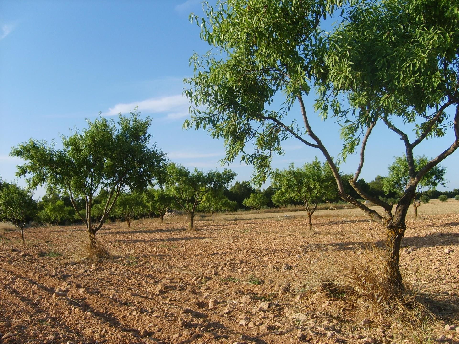 Land for sale in Casas de Ves