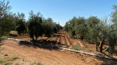 Finca rústica en venda a Calle Doctor Fleming, Andújar, Jaén - imatge 5 Foto 5 de Finca rústica en venda a Calle Doctor Fleming, Andújar, Jaén