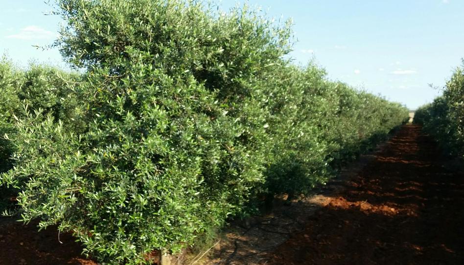 Land for sale in Avenida de Kansas City, San Pablo, Sevilla - image 1 Photo 1 of Land for sale in Avenida de Kansas City, San Pablo, Sevilla