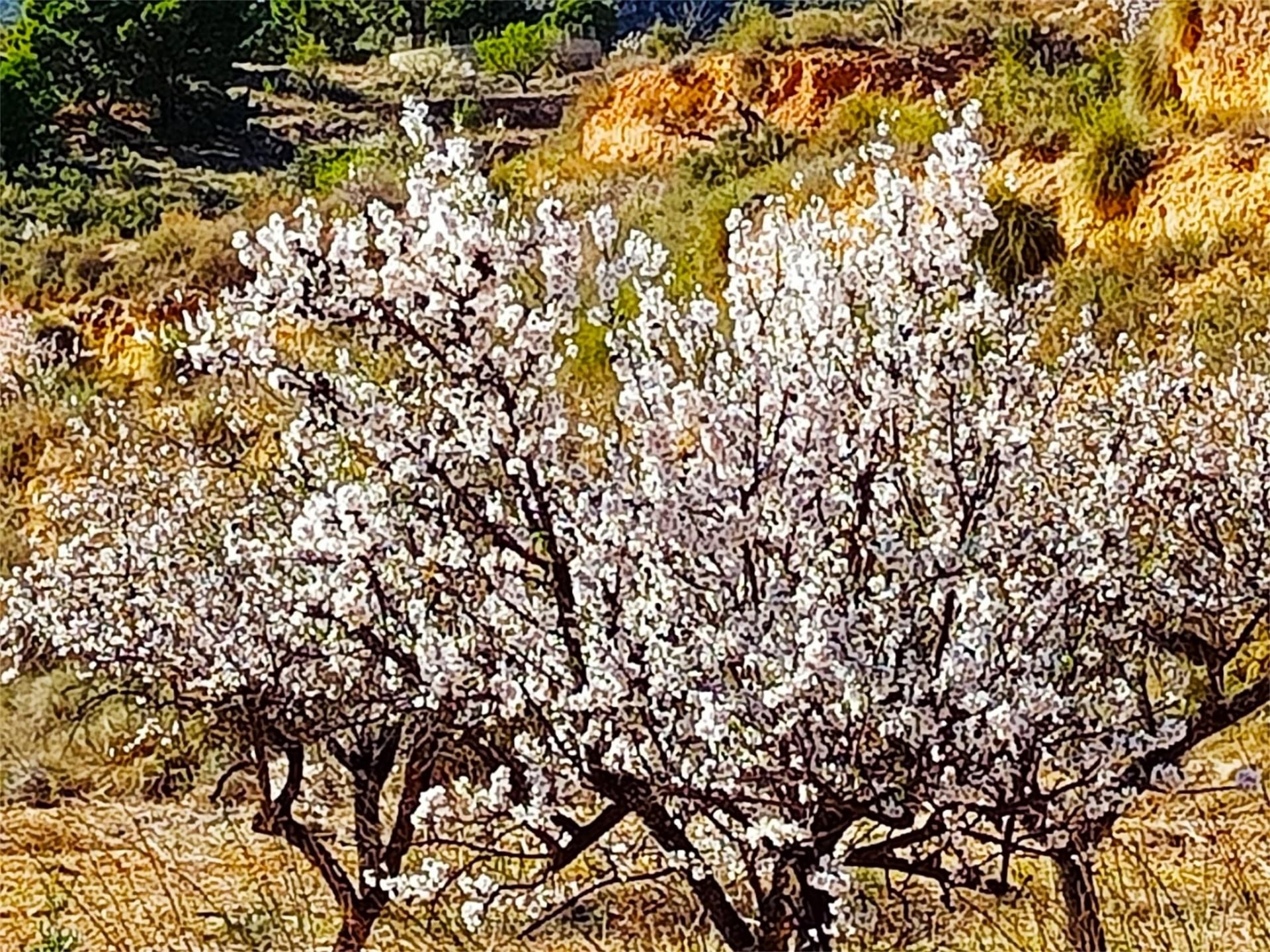 Garden of Land for sale in Lorca
