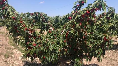 Country house for sale in Avenida Constitución, El Carril - Paseo de Chapi, Alicante - image 4 Photo 4 of Country house for sale in Avenida Constitución, El Carril - Paseo de Chapi, Alicante