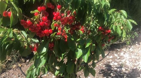 Country house for sale in Avenida Constitución, El Carril - Paseo de Chapi, Alicante - image 5 Photo 5 of Country house for sale in Avenida Constitución, El Carril - Paseo de Chapi, Alicante