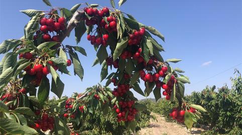 Country house for sale in Avenida Constitución, El Carril - Paseo de Chapi, Alicante - image 2 Photo 2 of Country house for sale in Avenida Constitución, El Carril - Paseo de Chapi, Alicante