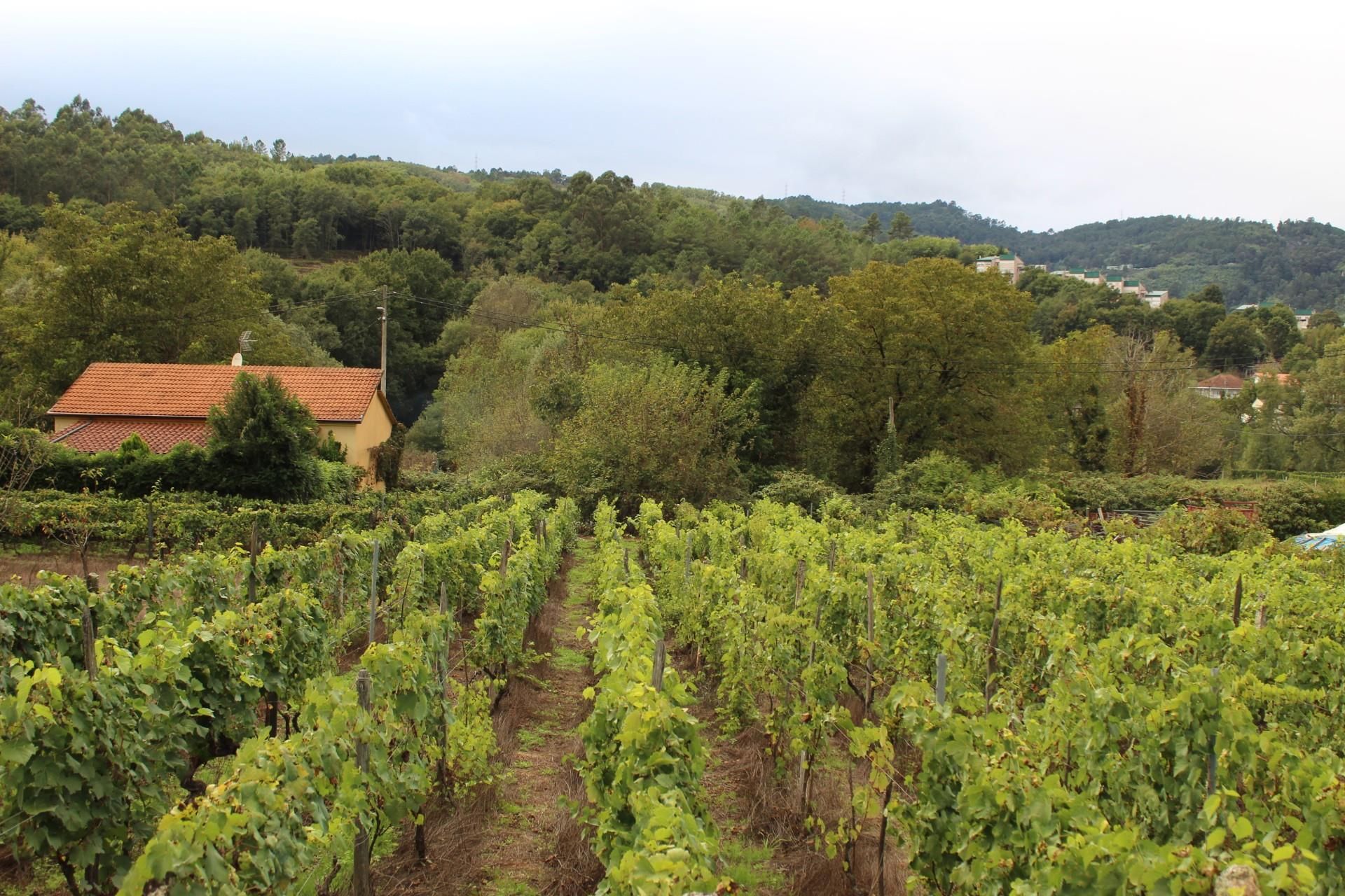 Garden of Land for sale in Leiro