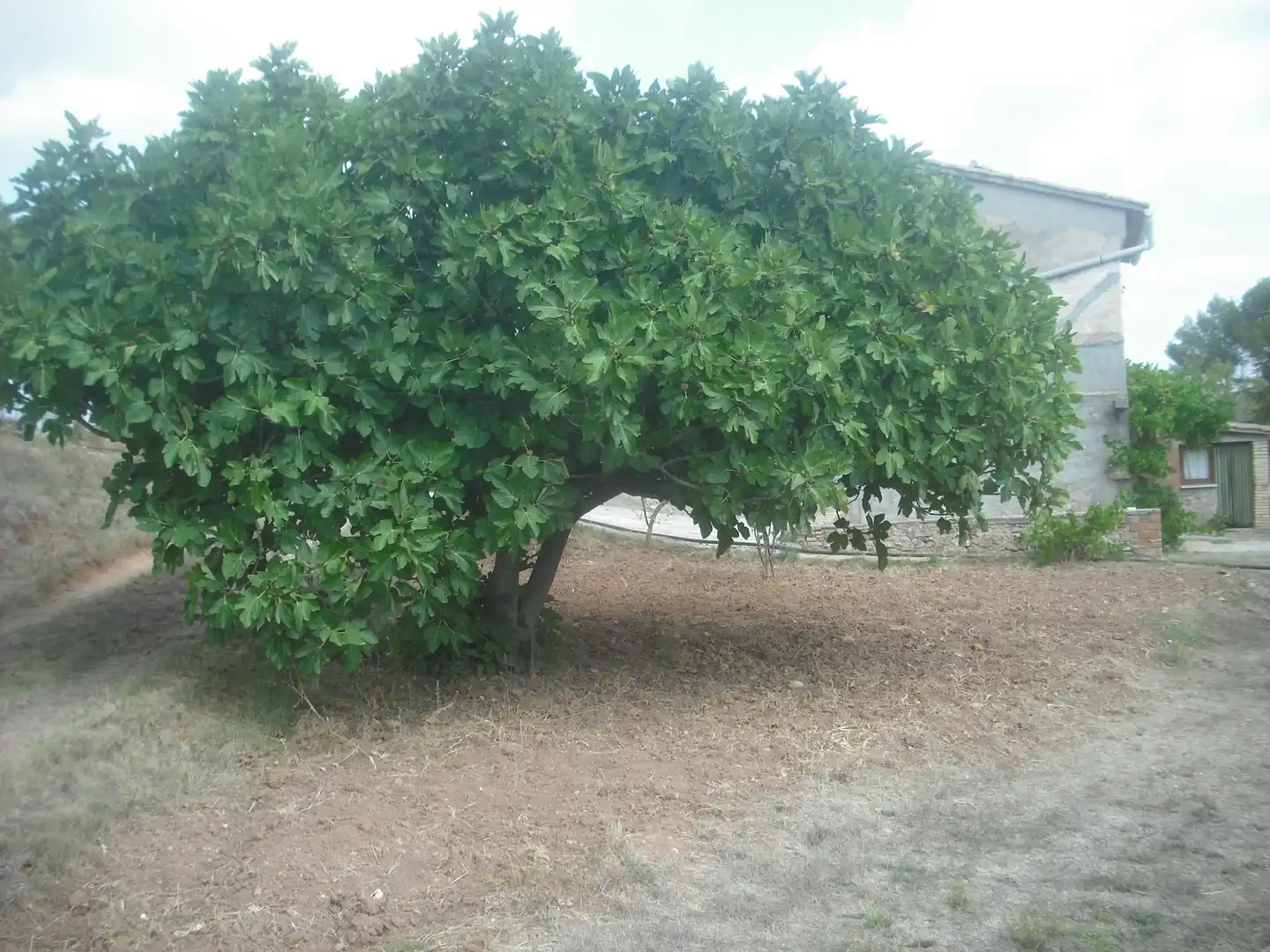 Finca rústica en venda a C-37, Santa Maria de Miralles Finca rústica en venda en Santa Maria de Miralles amb Parquet i Piscina