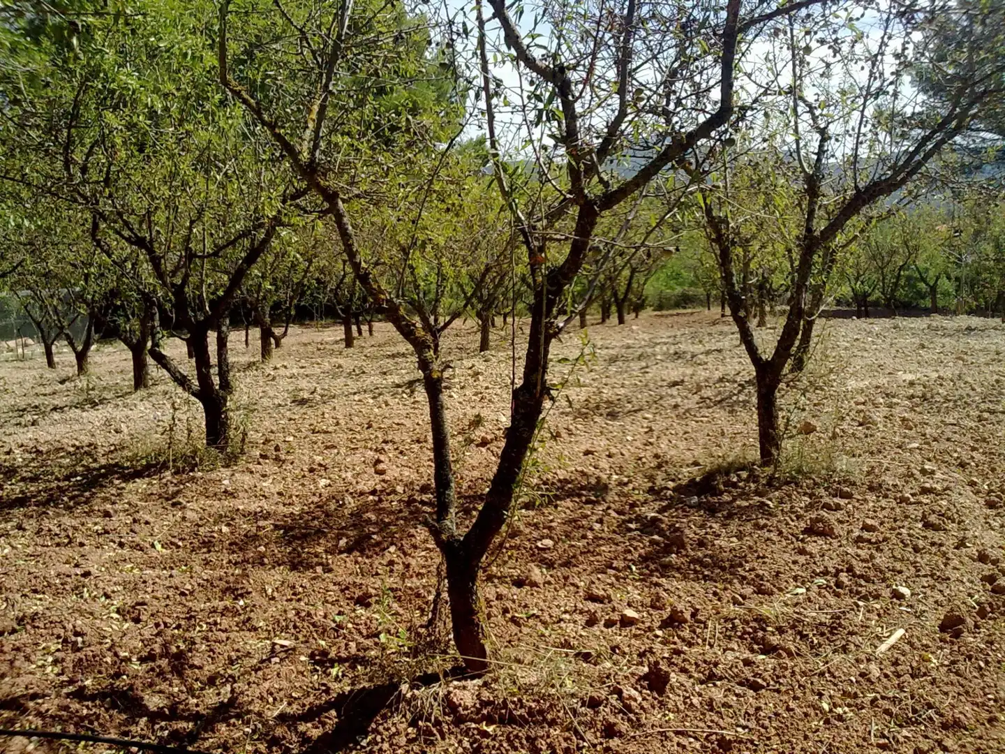 Finca rústica en venda a C-37, Santa Maria de Miralles Finca rústica en venda en Santa Maria de Miralles amb Parquet i Piscina