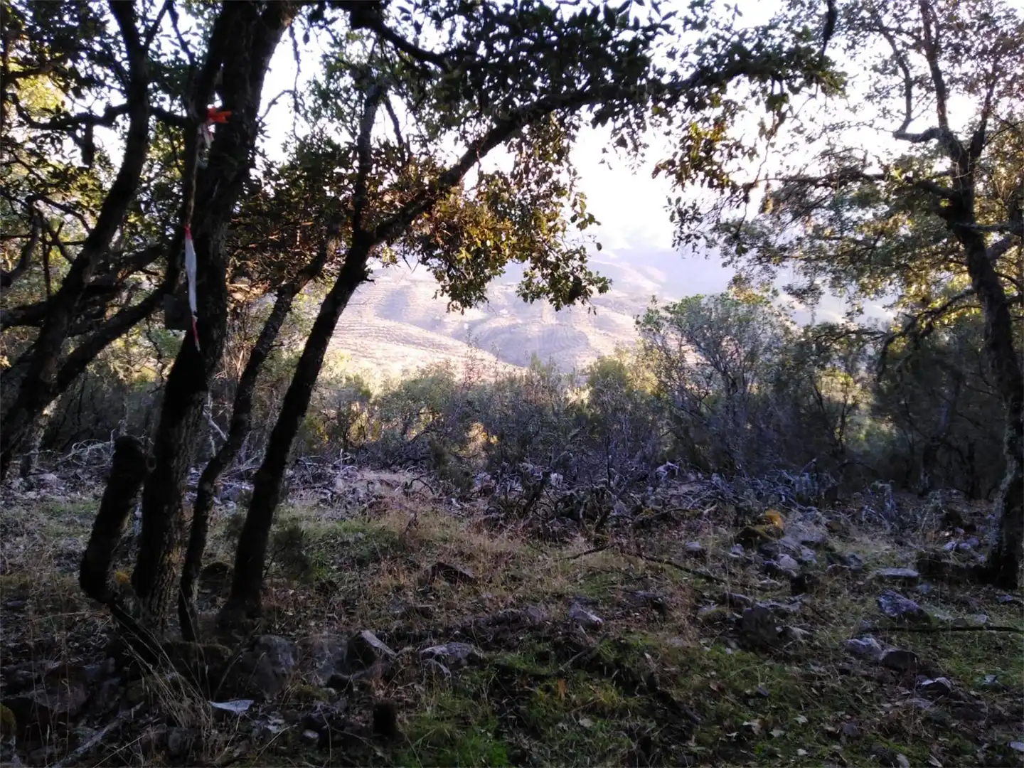 Grundstücke zum Verkauf in Carretera Pozoblanco, Villaharta Außenansicht von Grundstücke zum Verkauf in Villaharta