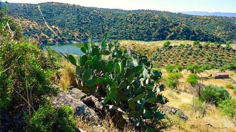 Foto 2 de Terreno en venta en Calle Ramón y Cajal, Calzada de Oropesa, Toledo