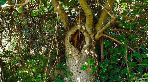 Foto 5 de Terreno en venta en Calle Ramón y Cajal, Calzada de Oropesa, Toledo