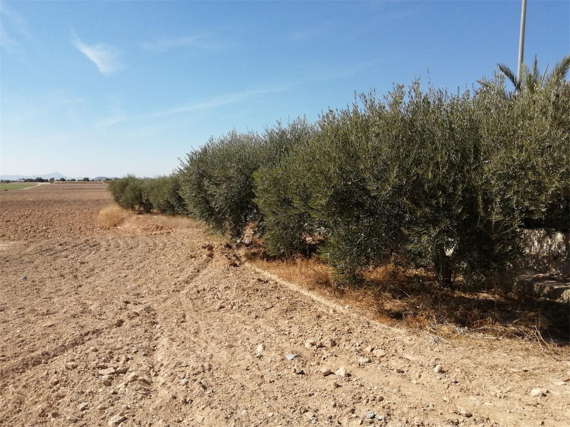 Land for sale in Torre-Pacheco
