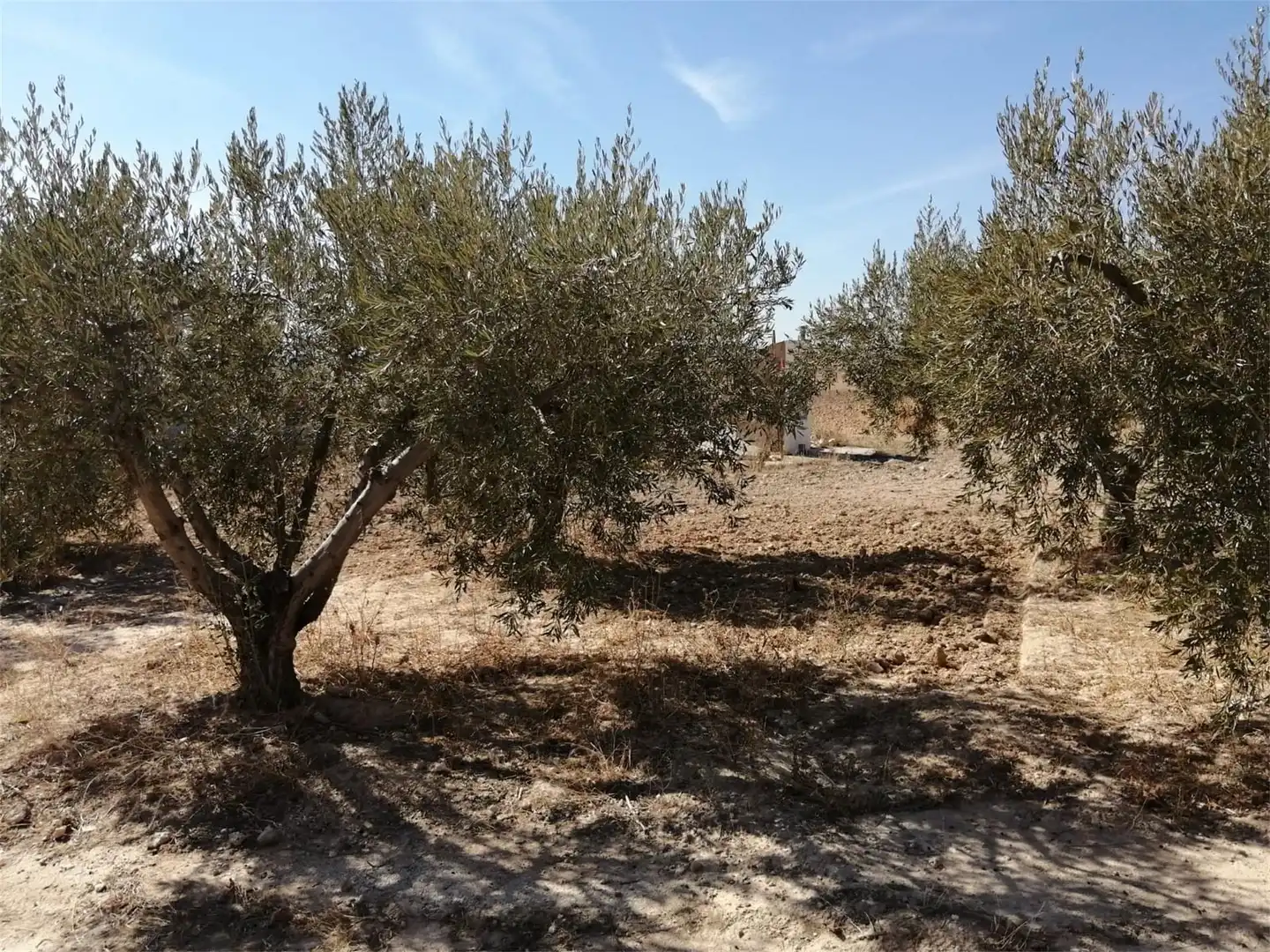 Terreno en venta en Torre-Pacheco